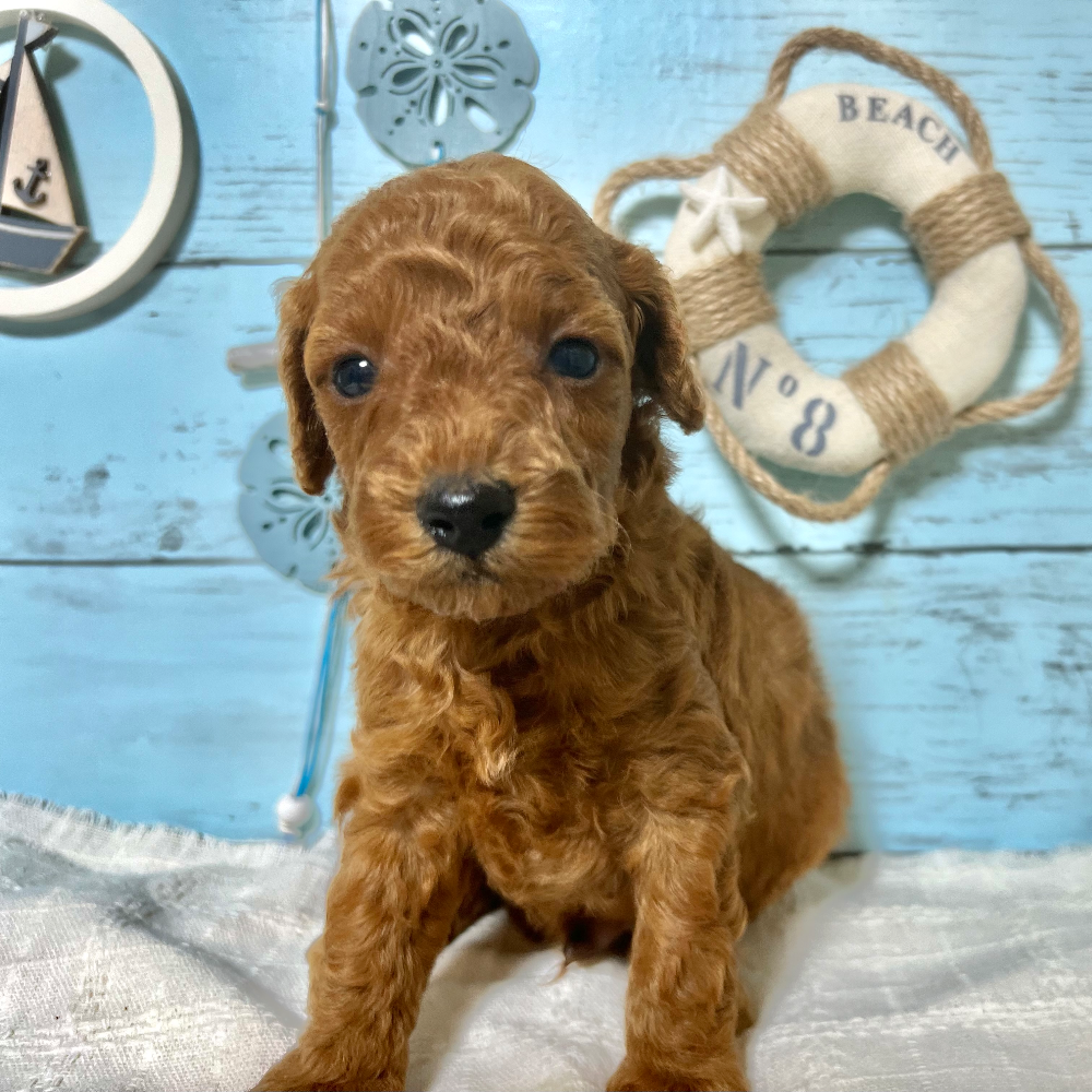 トイ・プードル