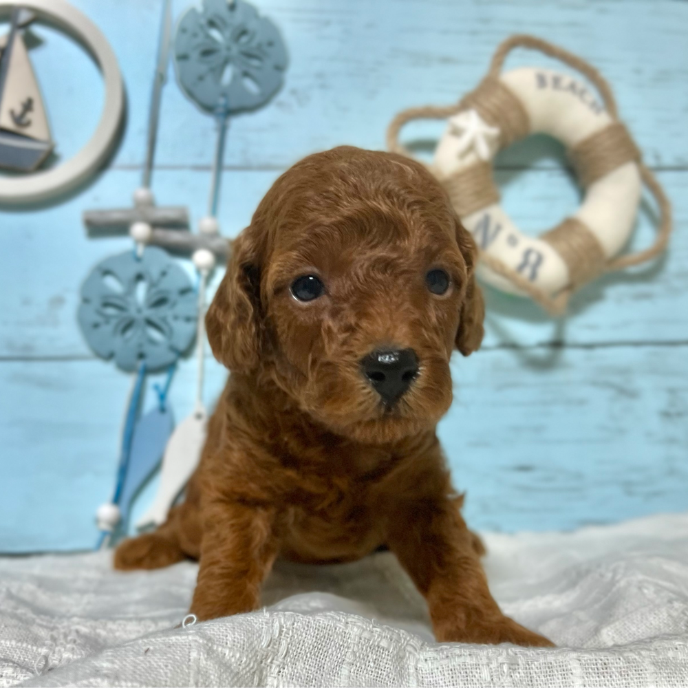 トイ・プードル