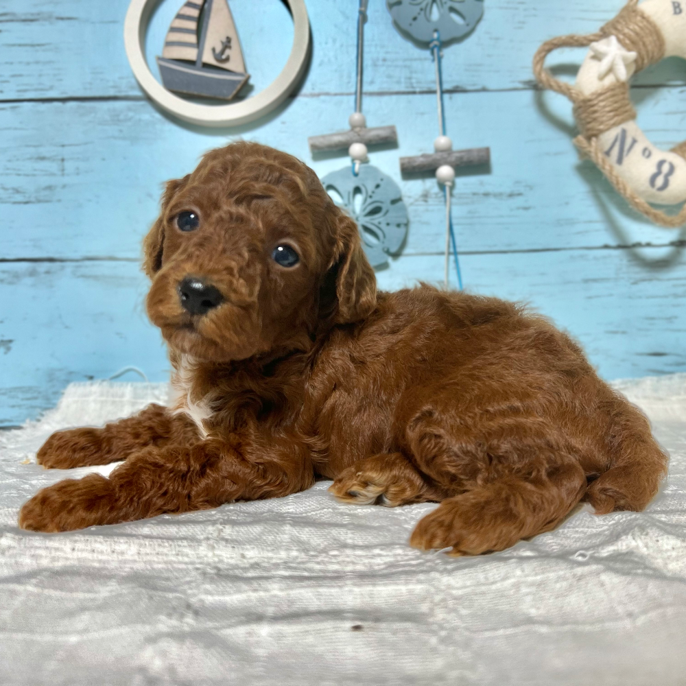 トイ・プードル