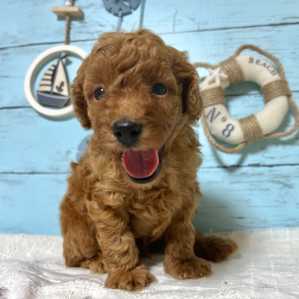 トイ・プードル