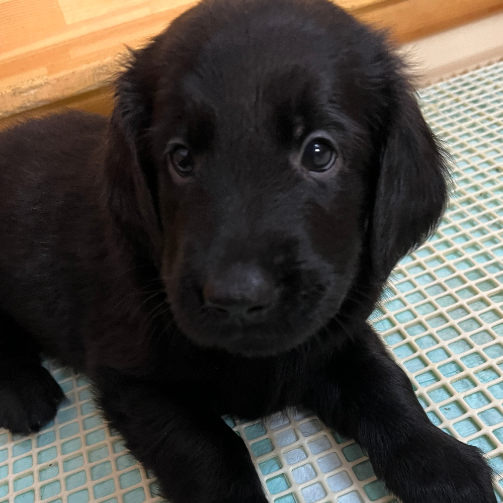 フラットコーテッド・レトリーバー