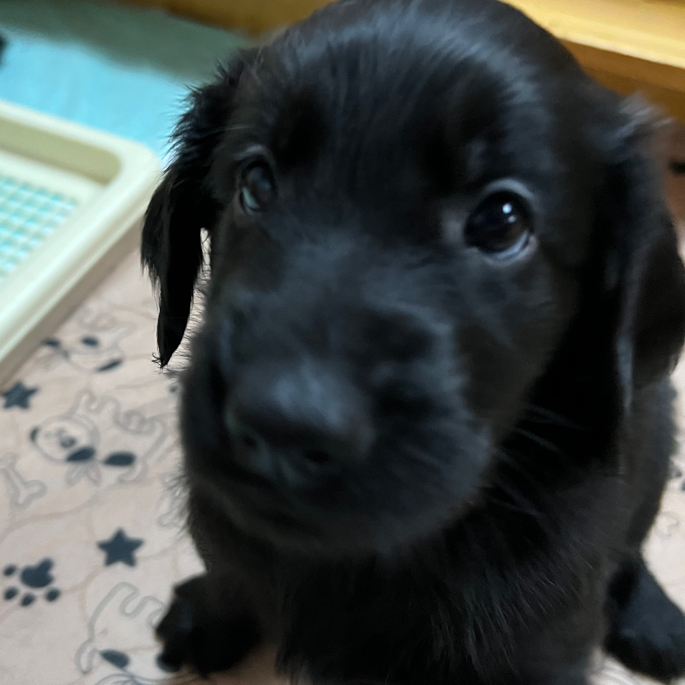 フラットコーテッド・レトリーバー