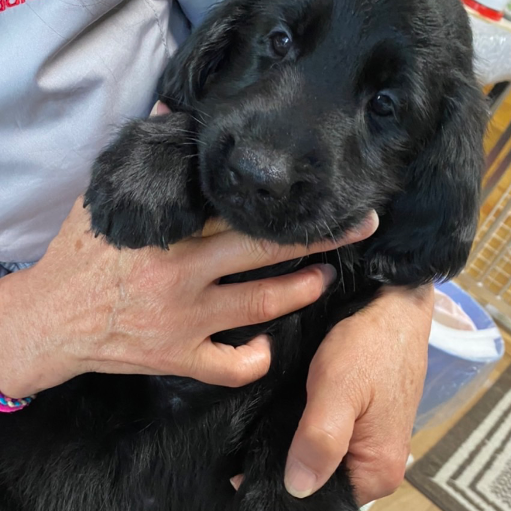 フラットコーテッド・レトリーバー