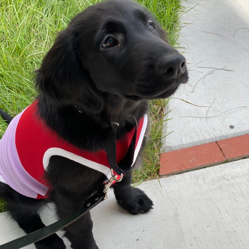 フラットコーテッド・レトリーバー