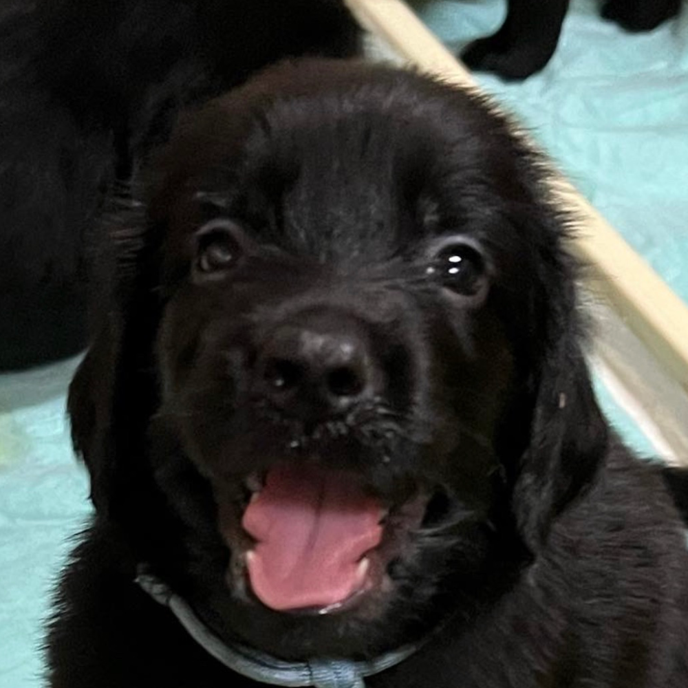 フラットコーテッド・レトリーバー