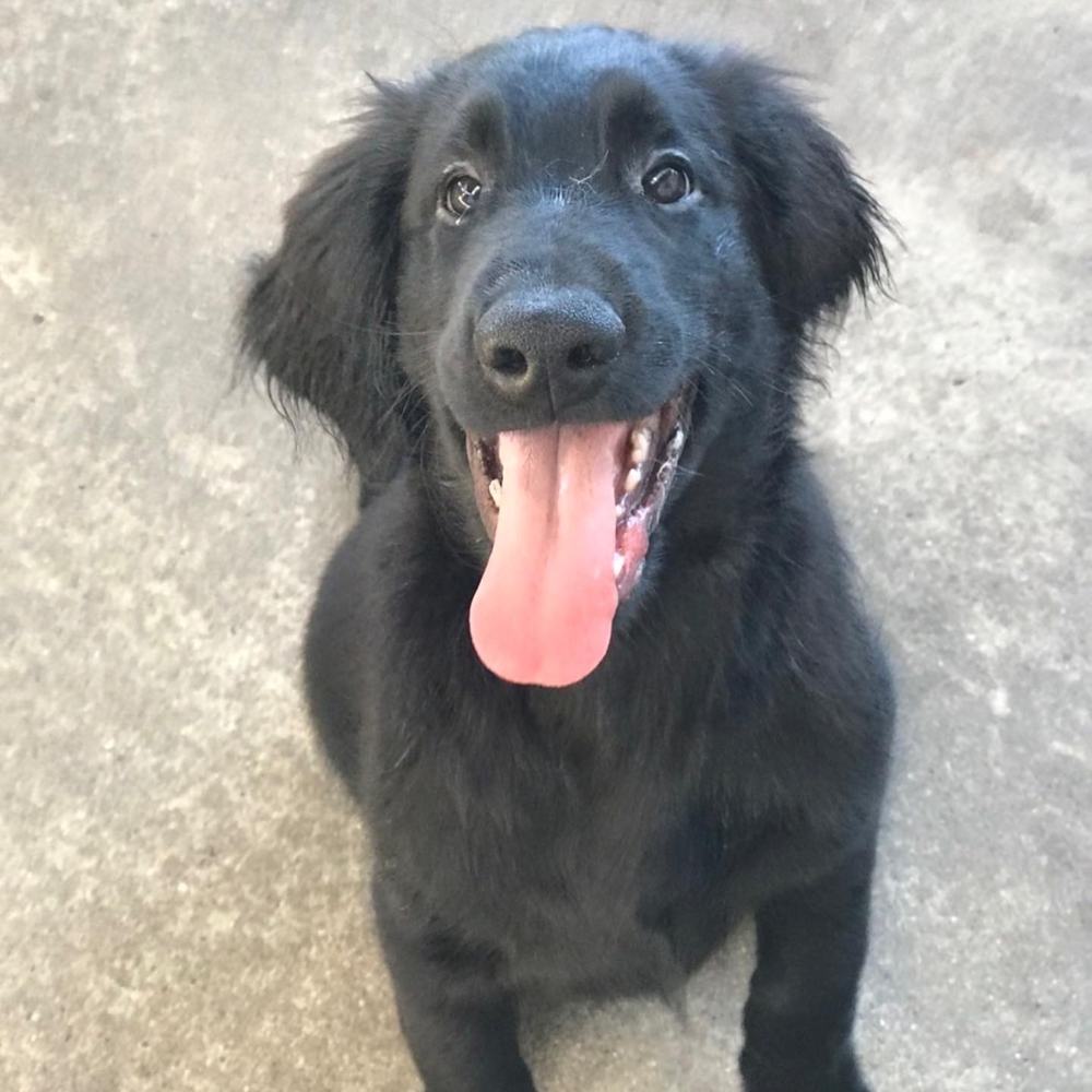 フラットコーテッド・レトリーバー