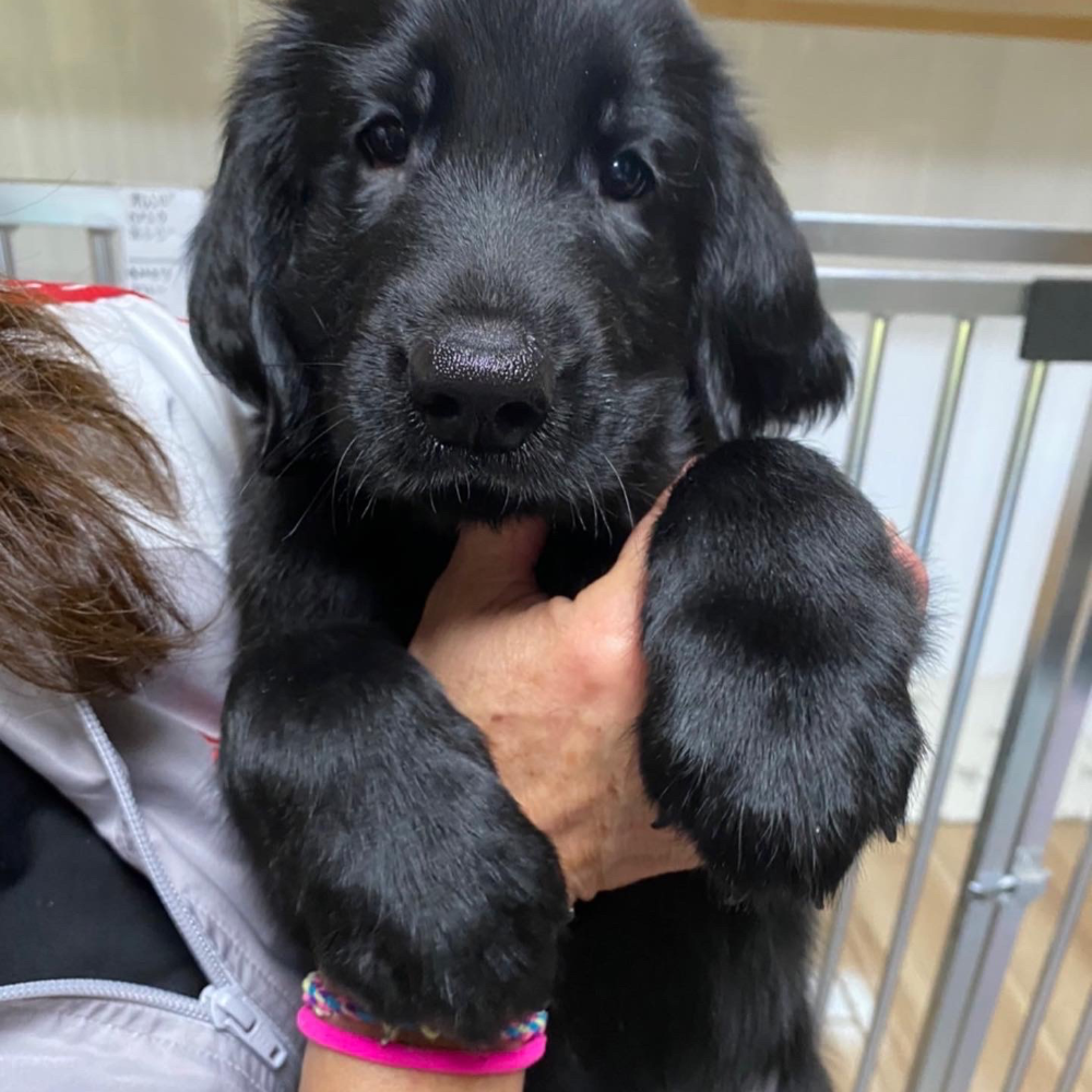 フラットコーテッド・レトリーバー