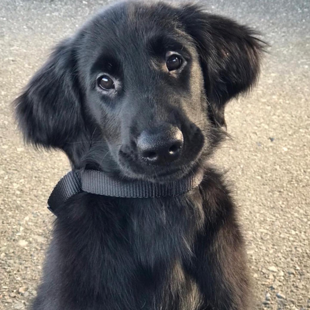 フラットコーテッド・レトリーバー