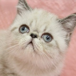 エキゾチック・ショートヘア