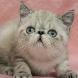 エキゾチック・ショートヘア