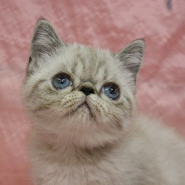 エキゾチック・ショートヘア