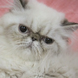 エキゾチック・ショートヘア