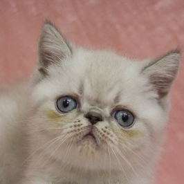 エキゾチック・ショートヘア