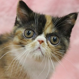 エキゾチック・ショートヘア