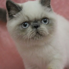 エキゾチック・ショートヘア