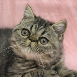 エキゾチック・ショートヘア