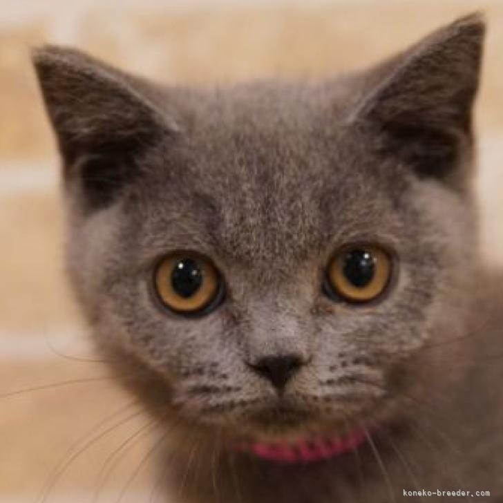 ブリティッシュショートヘア