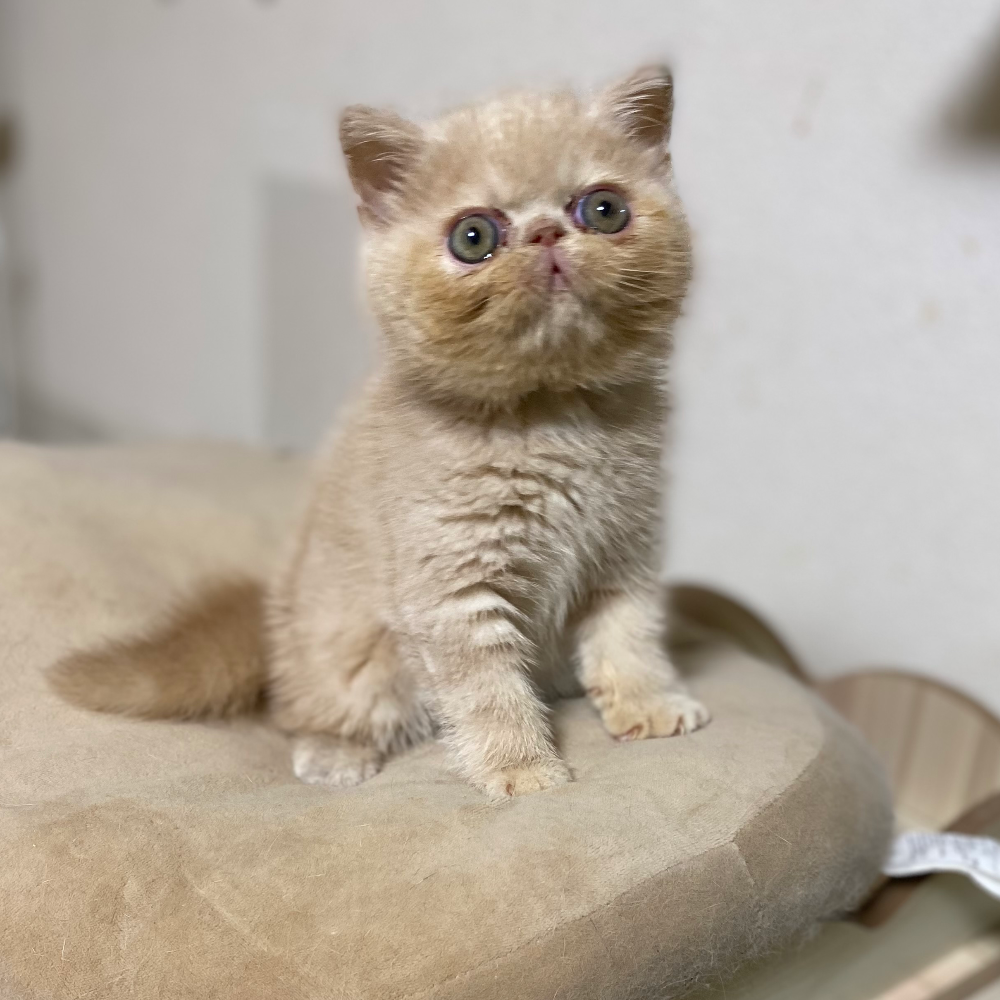 エキゾチック・ショートヘア