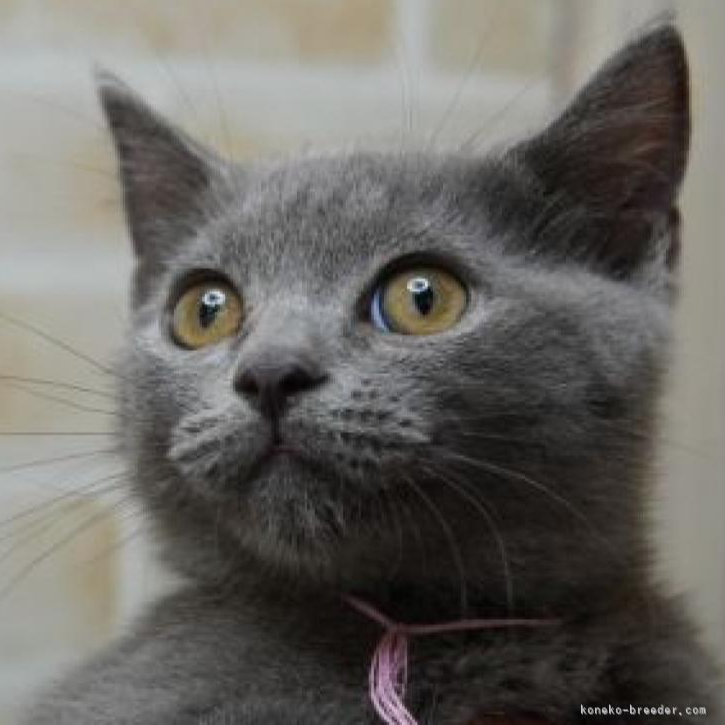 ブリティッシュショートヘア