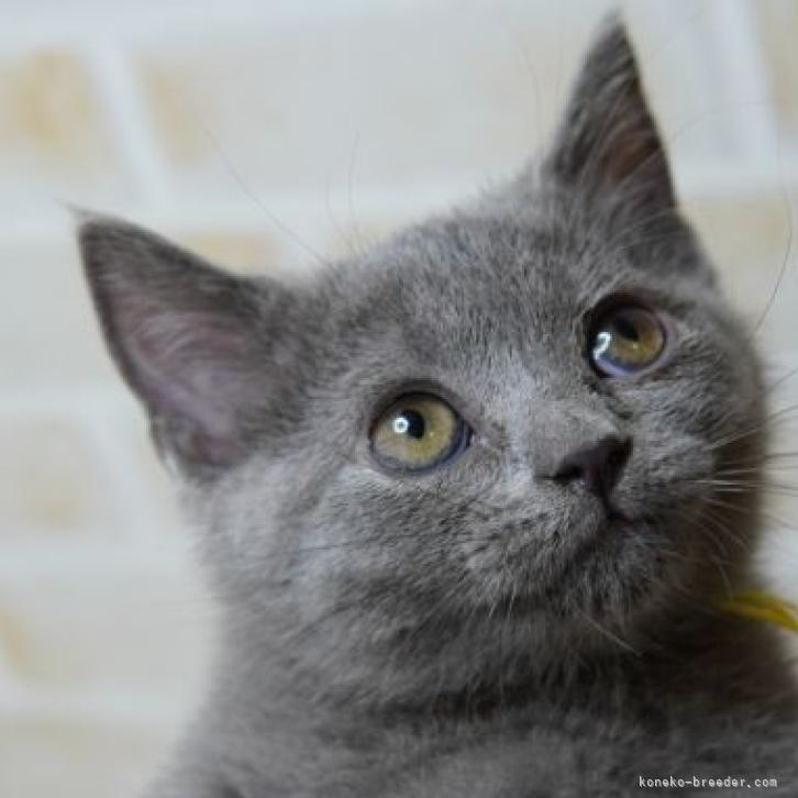 ブリティッシュショートヘア