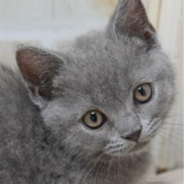 ブリティッシュショートヘア