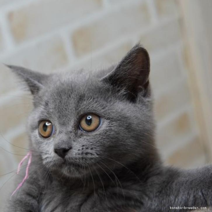 ブリティッシュショートヘア