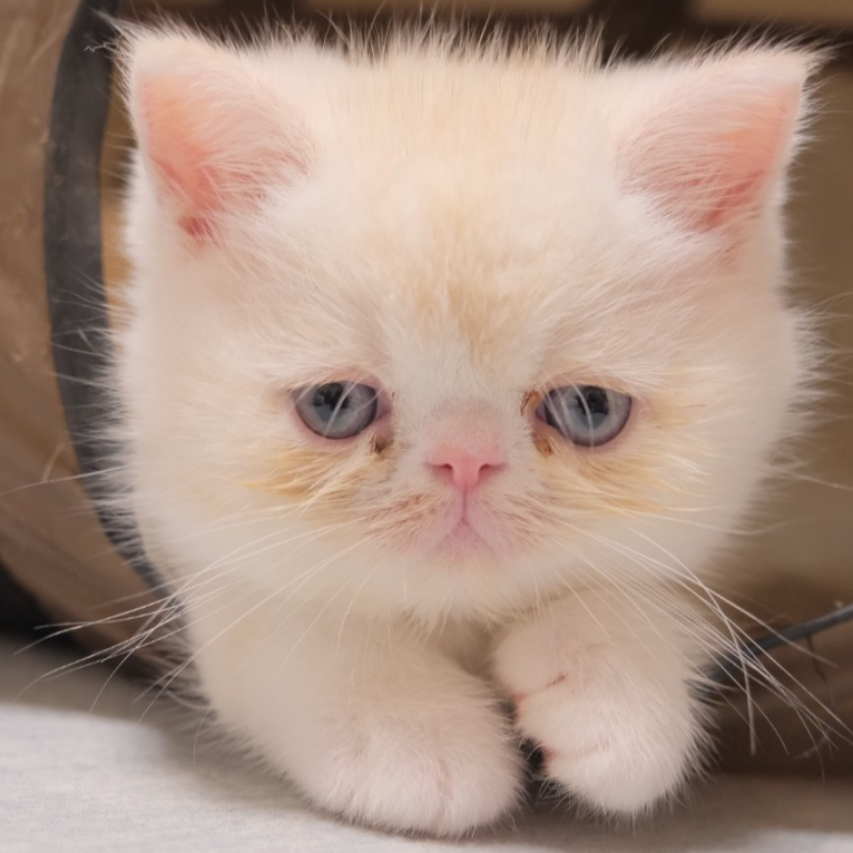 エキゾチック・ショートヘア