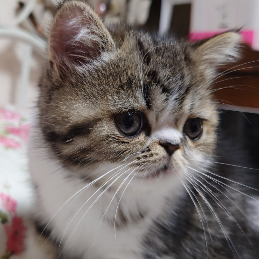 エキゾチック・ショートヘア