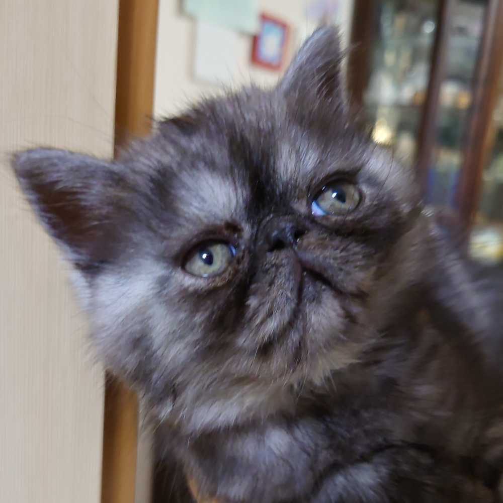 エキゾチック・ショートヘア