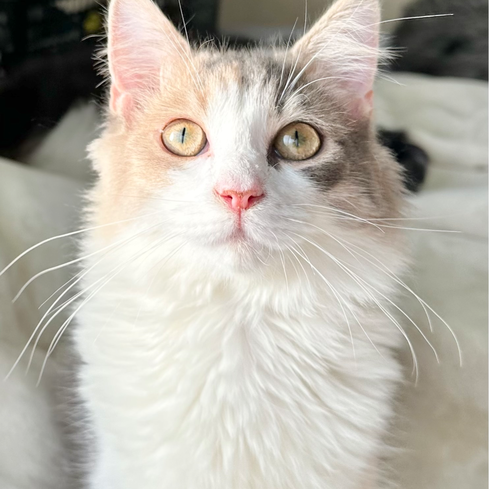 ノルウェジアン・フォレスト・キャット