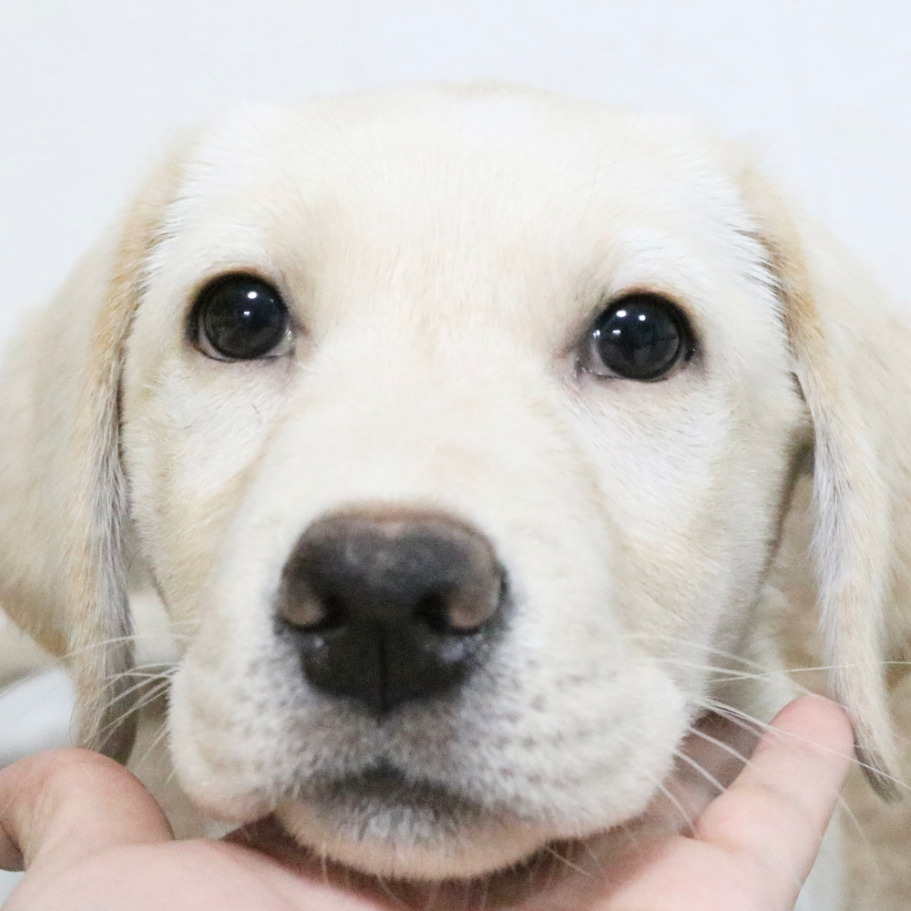 ラブラドール・レトリーバー