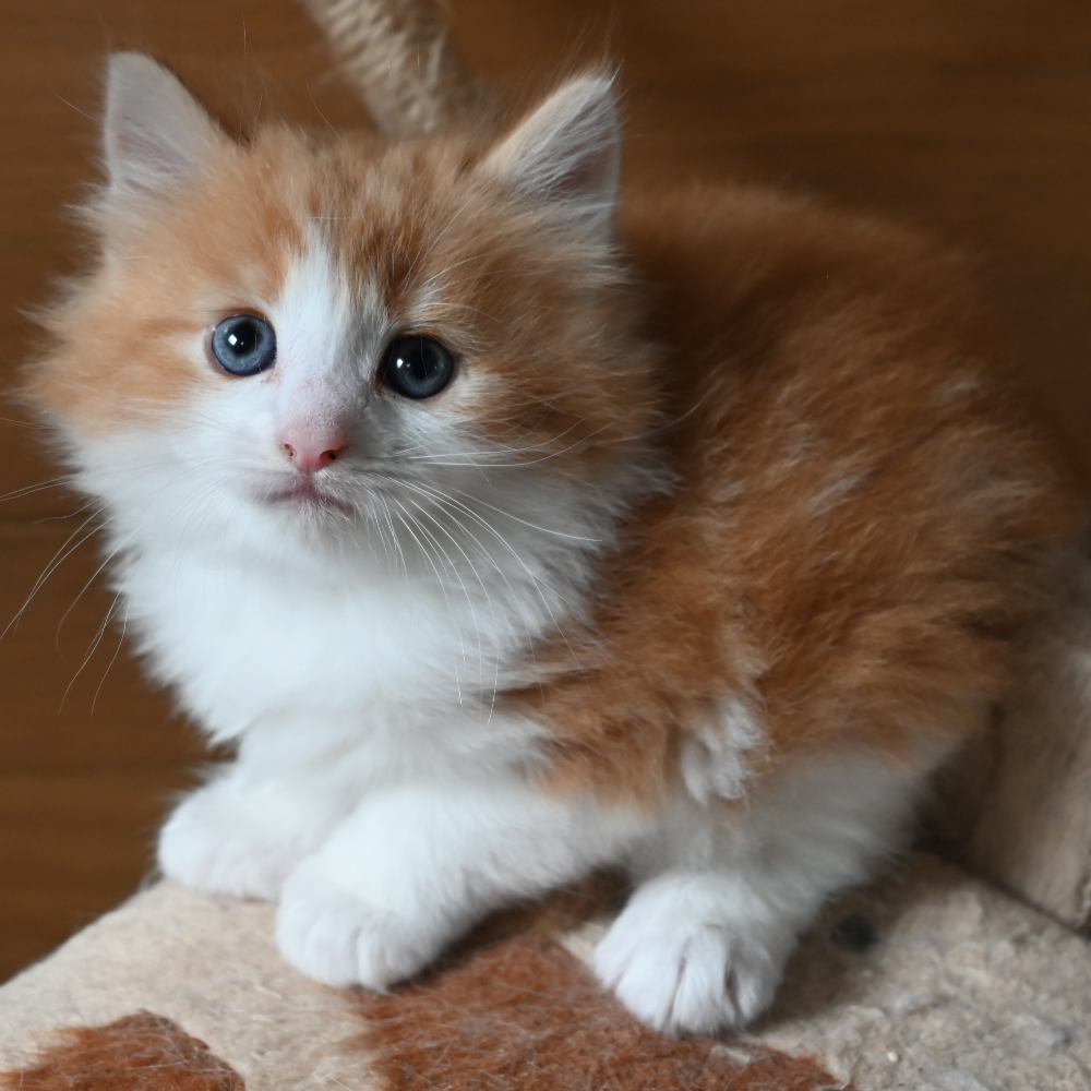 ノルウェジアン・フォレスト・キャット