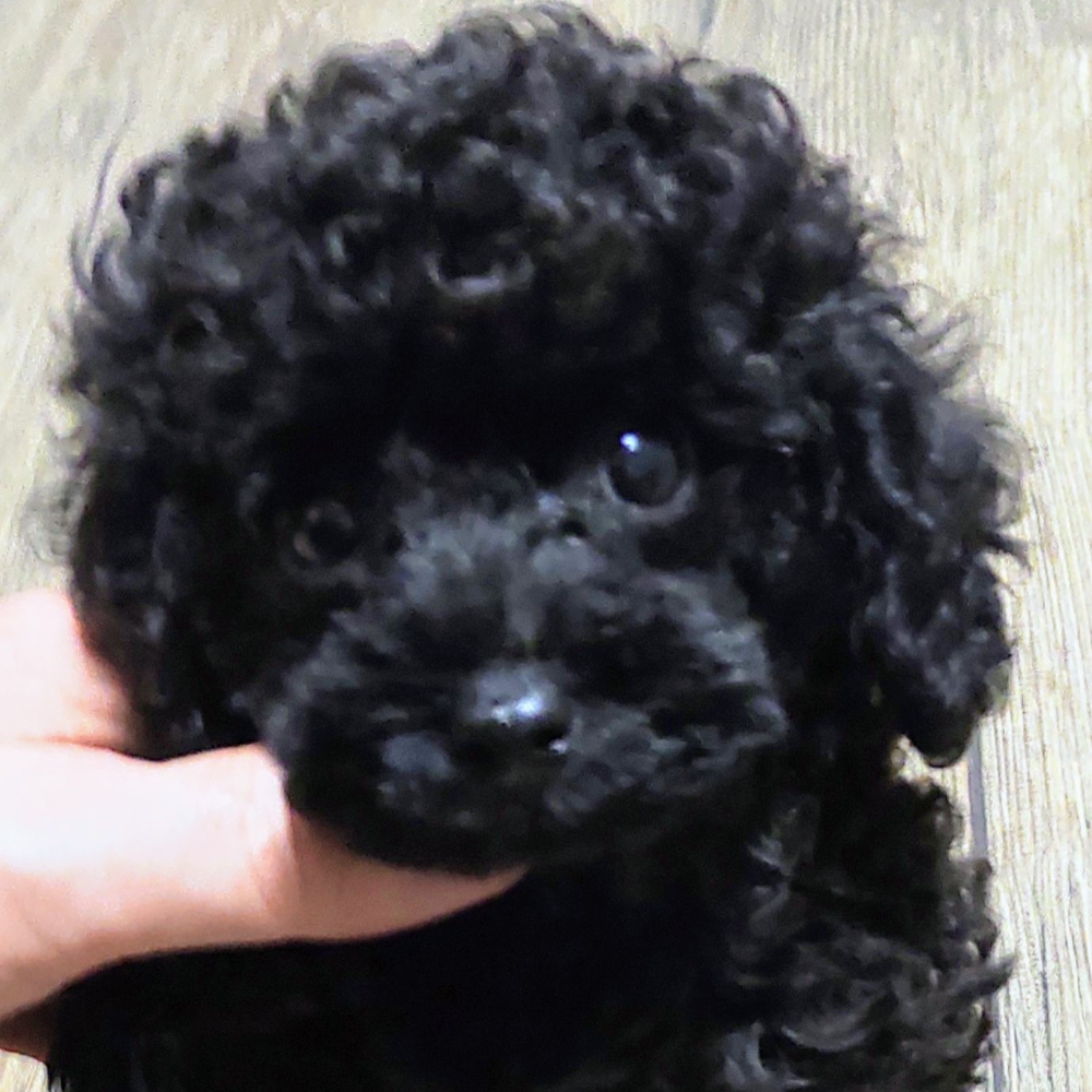 トイ・プードル