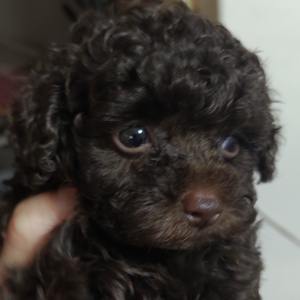 トイ・プードル