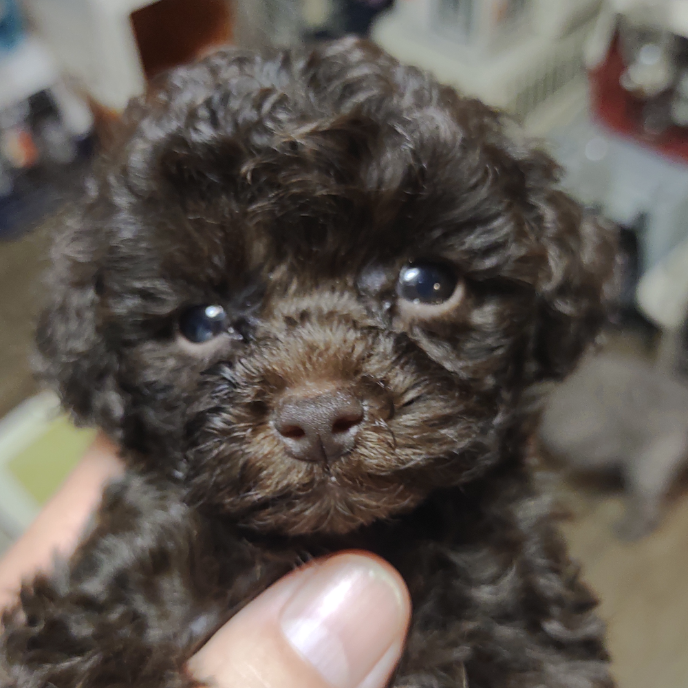 トイ・プードル