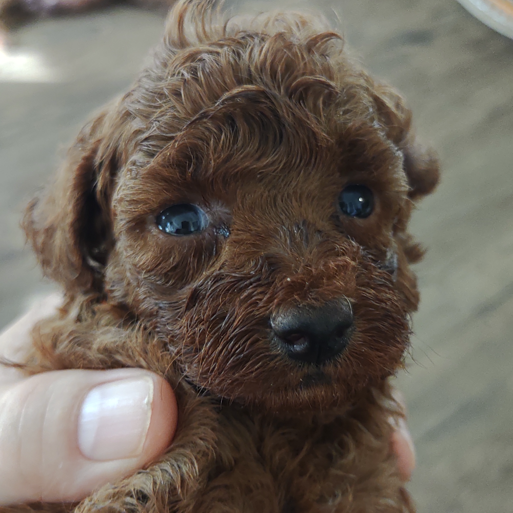 トイ・プードル