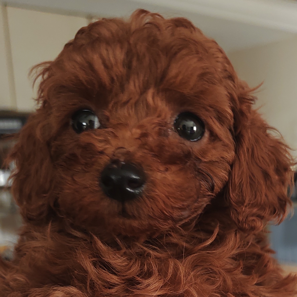 トイ・プードル