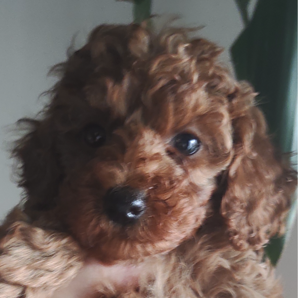 トイ・プードル