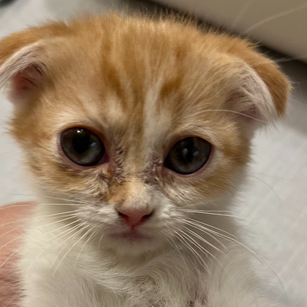 スコティッシュフォールド