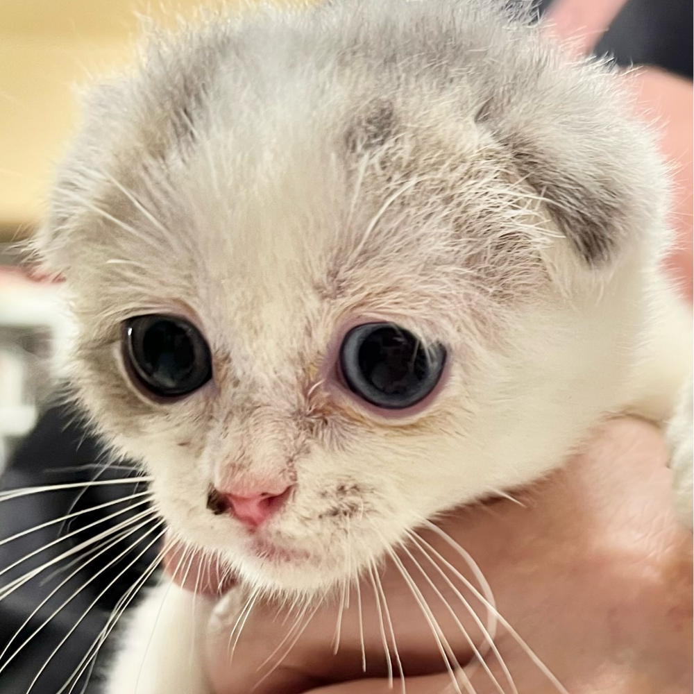 スコティッシュフォールド