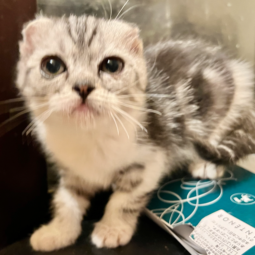 スコティッシュフォールド