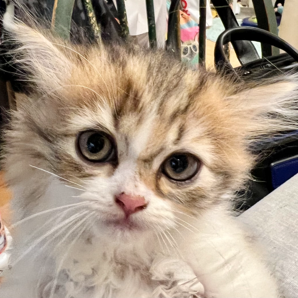 スコティッシュフォールド