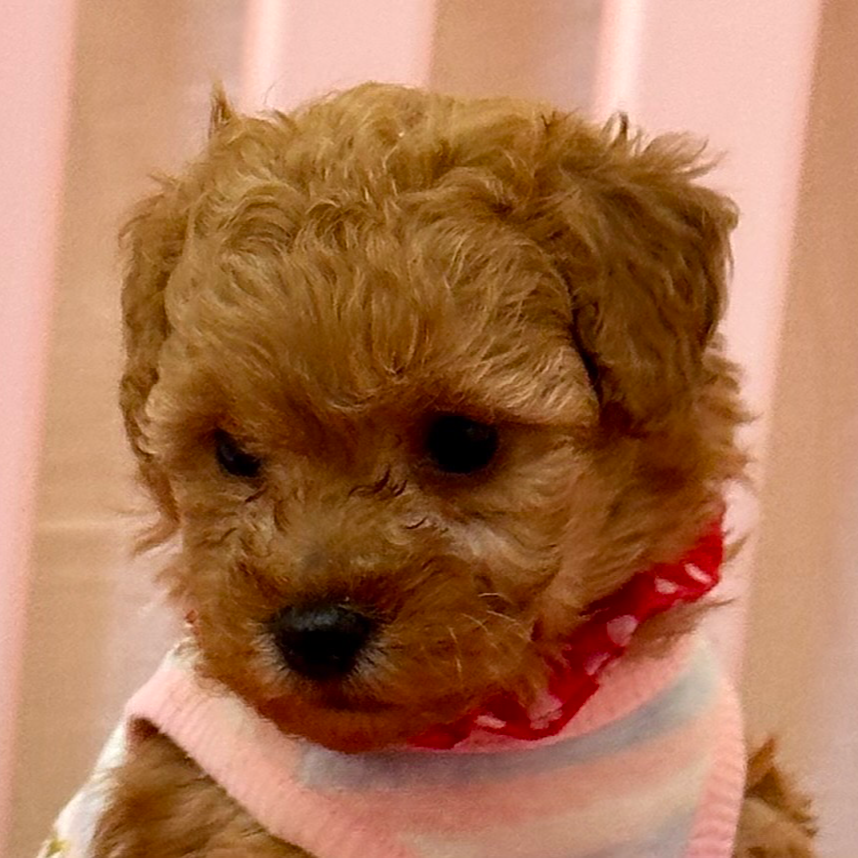 トイ・プードル