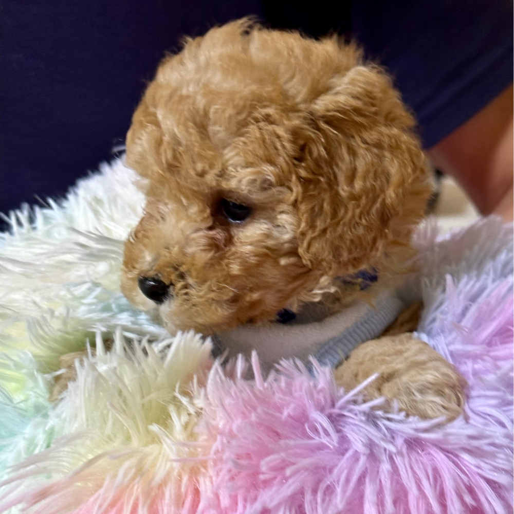 トイ・プードル