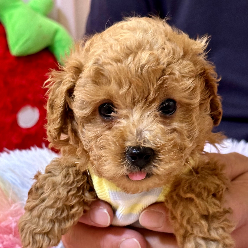 トイ・プードル