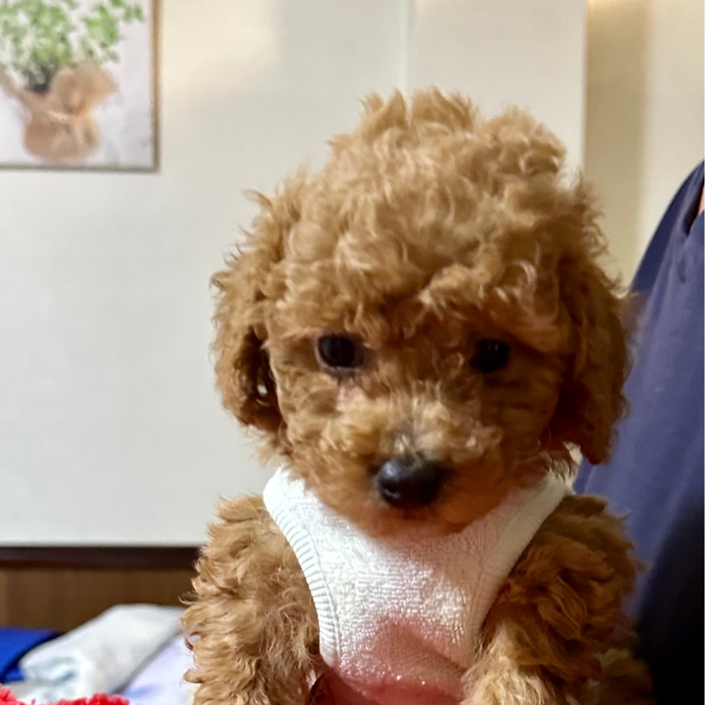 トイ・プードル