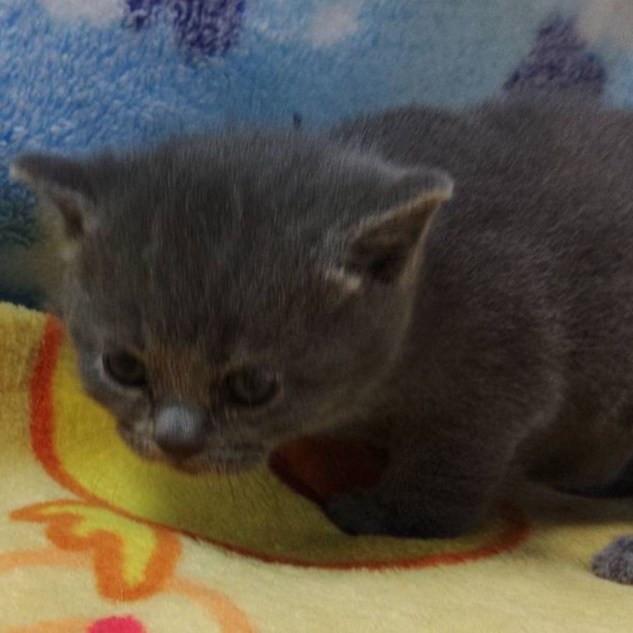 ブリティッシュショートヘア