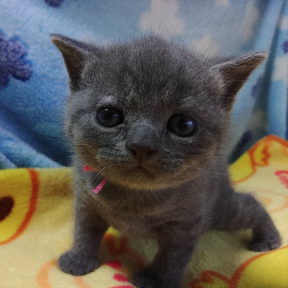 ブリティッシュショートヘア