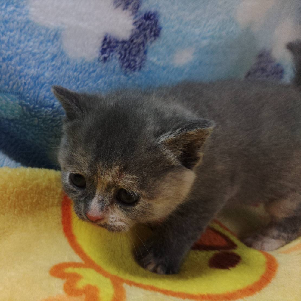 ブリティッシュショートヘア