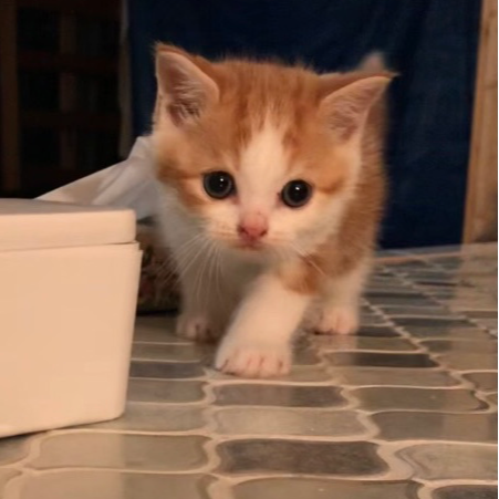 スコティッシュフォールド